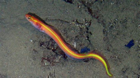 The Orange Conger Moray Is An Eelusive Beauty From The Deep