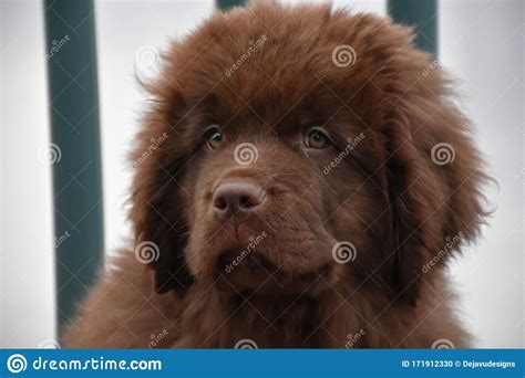 Sweet Carmel Eyes On A Brown Newfie Puppy Dog Stock Photo Image Of