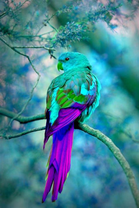 Turquoise Aqua And Teal Beautiful Birds Pet Birds Animals Beautiful