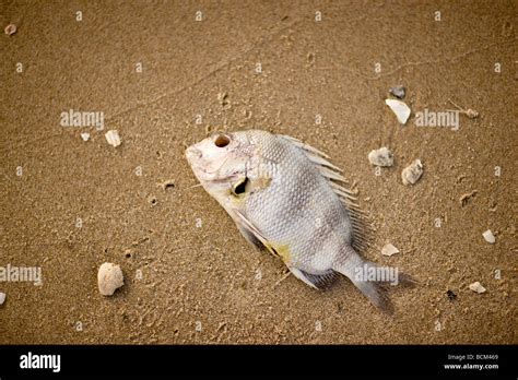 Dead Fish Lying On The Beach Stock Photo Alamy