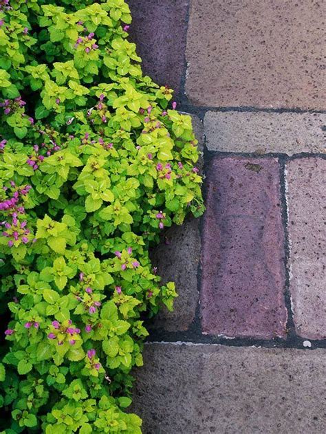 These 30 Plants Are The Easiest Groundcovers For Your Yard Easy Care