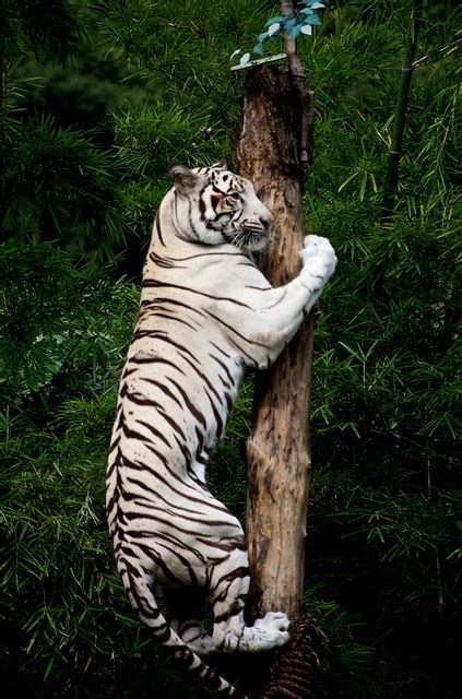 Climbing White Tiger Flickr Photo Sharing