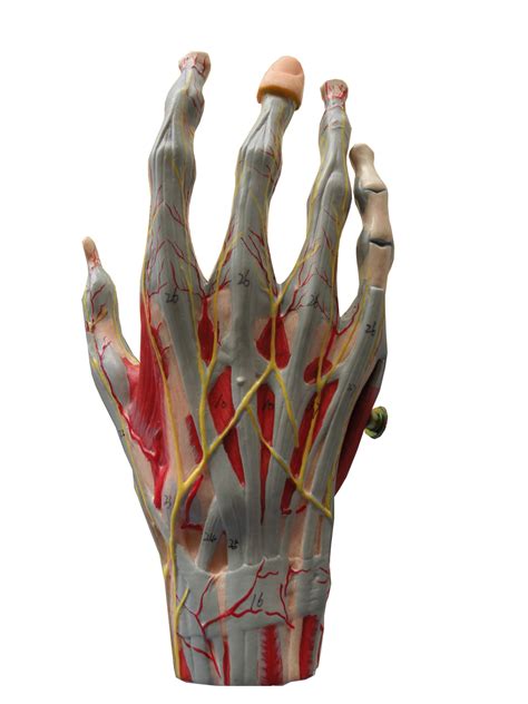 Anatomia Da Mão Nervos