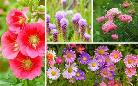 10 Best South Dakota Perennials Photos Garden Lovers Club