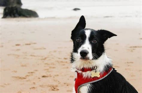10 Things You Didnt Know About The Mcnab Border Collie