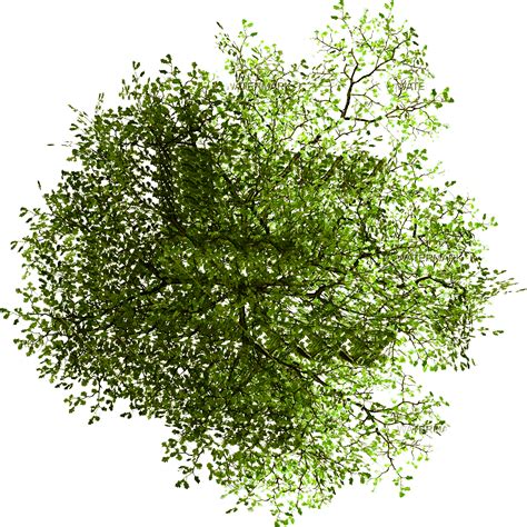 Tree Png Tree Png Hd Tree Png Plan Tree Png Clipart Tree Png For