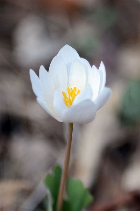How To Grow And Care For Bloodroot Plants Gardeners Path
