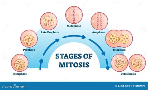 Stages Of Mitosis Vector Illustration Diagram Stock Vector
