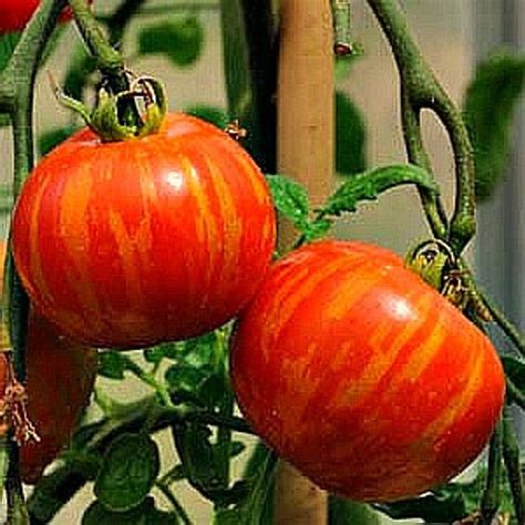Mr Stripey Heirloom Tomato 15 Seeds Non Gmo Extra Early Etsy In 2020