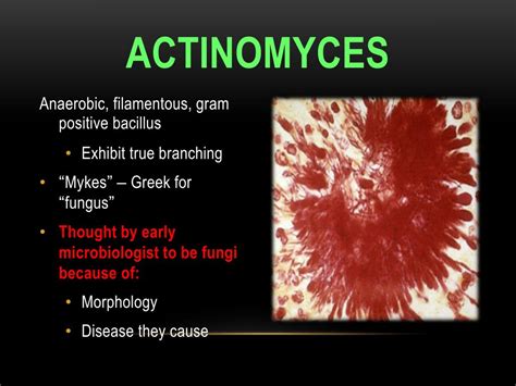 Ppt Actinomycosis Powerpoint Presentation Free Download Id2152211