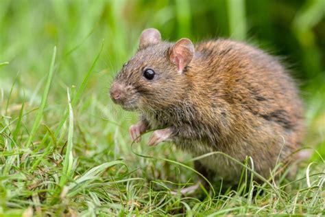 Wild Rat Stock Image Image Of Brown Funny Wildlife 34281409
