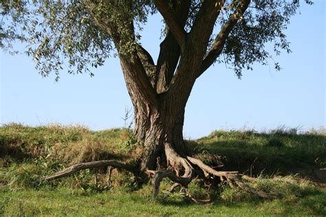 Weeping Willow Tree Problems