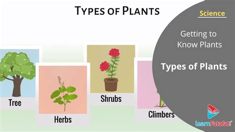 Getting To Know Plants Class 6 Science Types Of Plants Youtube