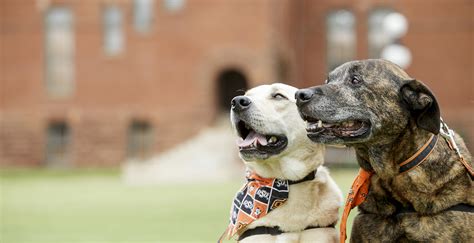 Petes Pet Posse Reinvents Itself With Virtual Therapy Oklahoma State