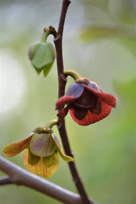 Paw Paw Flowers Photograph By Jd Grimes Fine Art America