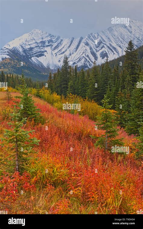 Autumn Colors In The Canadian Rocky Mountains At Highwood Pass