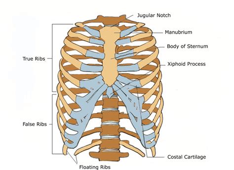 Anterior View Of A Human Thoracic Cage Thoracic Cage Thoracic