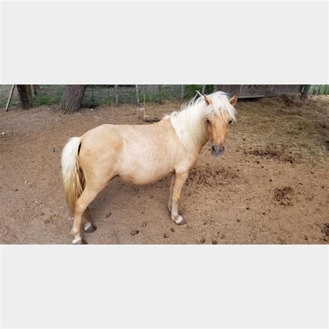 Palomino Miniature Horse Stallion Cws Asset Management And Sales