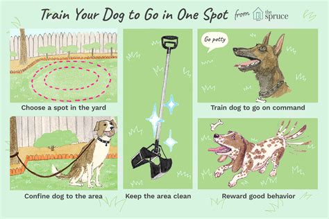 How To Train Dogs At Home