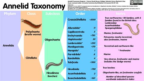 Earthworm Biology Earthworm Society Of Britain