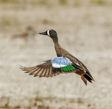Blue Winged Teal Photograph By Debra Lawrence Pixels