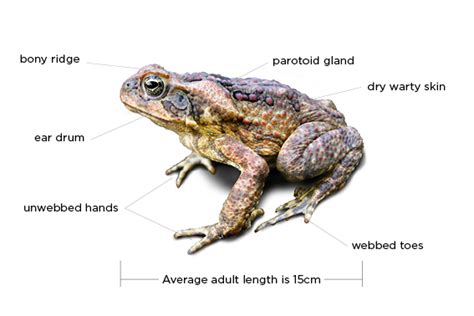 How To Identify A Cane Toad Nsw Environment And Heritage