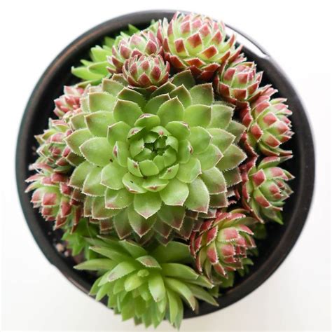 Hens And Chicks Assorted Varieties Hens And Chicks Succulent