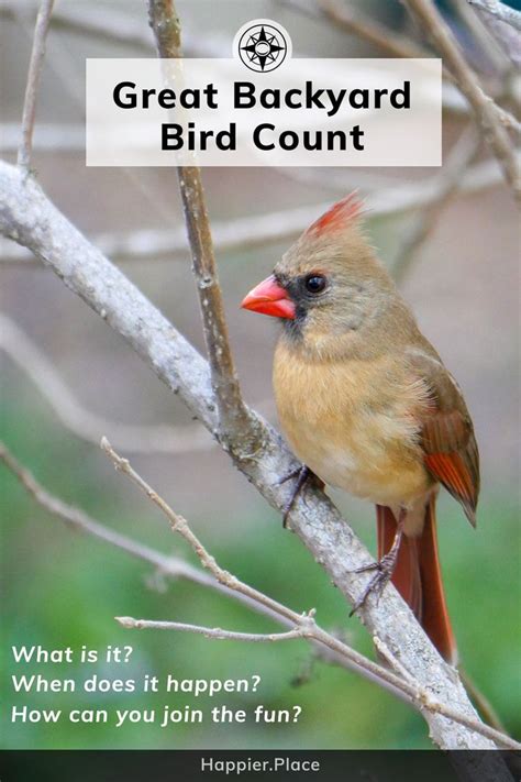 What Is The Great Backyard Bird Count And How Can You Join The Fun In