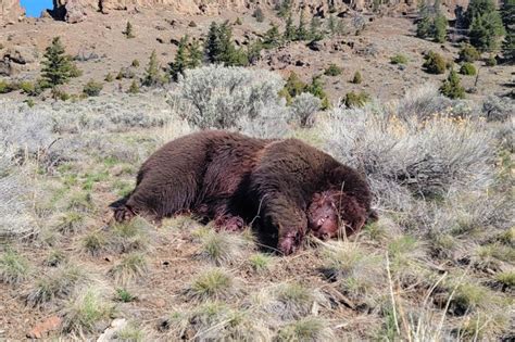 Bloody Grizzly Bear Found Dead Near Yellowstone Sparking Investigation