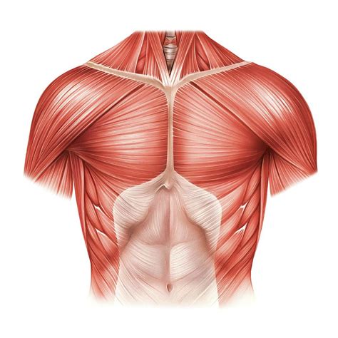 The thorax includes the thoracic cavity and the thoracic wall. Muscles Of The Thorax Photograph by Asklepios Medical Atlas
