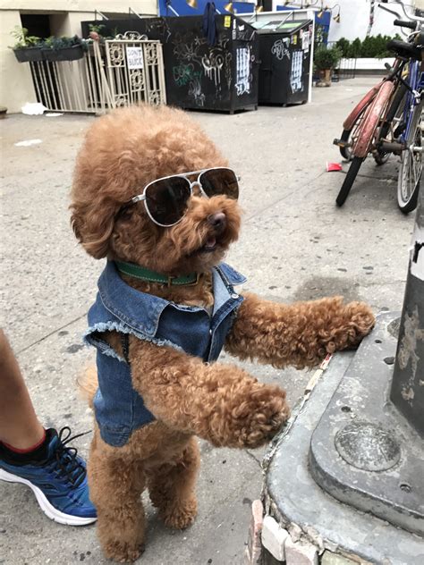 Psbattle This Dog Wearing Sunglasses And A Jacket Whose Standing Up