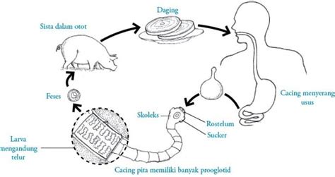 Platyhelminthes Ciri Struktur Klasifikasi Manfaat Penyakit