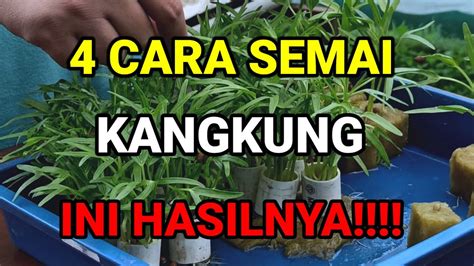 Cara Semai Kangkung INI HASILNYA Hidroponik Salatiga YouTube