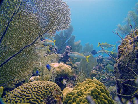 Cayman Islands Coral Watch Programme