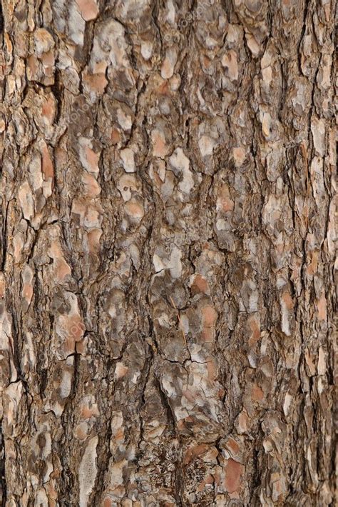 Pine Tree Bark Texture — Stock Photo © Slavapolo 2753792