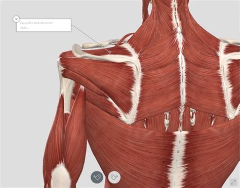 Anatomy Exam 2 Muscles Review With Pictures Flashcards Quizlet