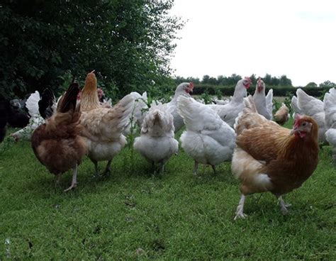 About Egg Laying Hens Compassion In World Farming
