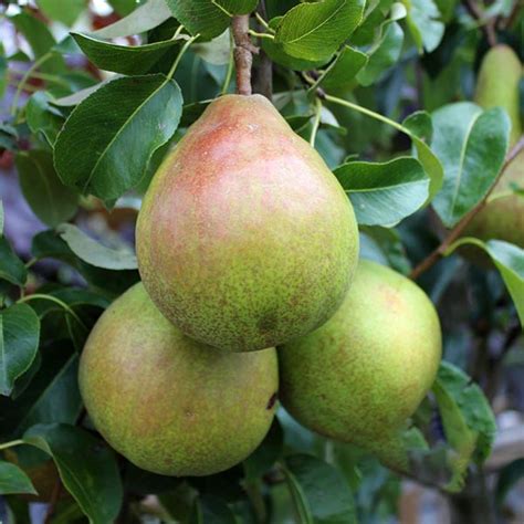 Pyrus Doyenne Du Comice Comice Pear Tree Mail Order Trees