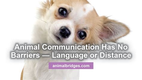 Animal Communication Prescott Az Animal Communicator Animal