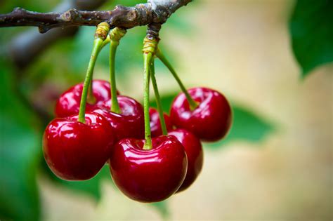Cherry Fruit Nutrition | Healthfully