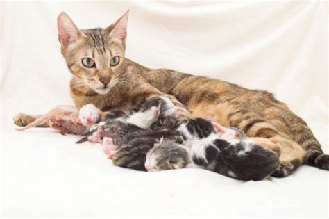 Pregnancy And Kitten Care Quick Guide Advice On Cats And Pregnancy