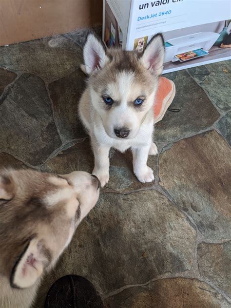 Siberian Husky Puppies For Sale Fort Wayne In 321242