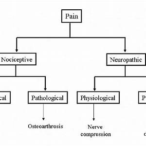Differences Between Nociceptive And Neuropathic Modified From