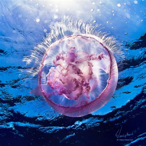 Underwater Flower Underwater Flowers Ocean Creatures Underwater