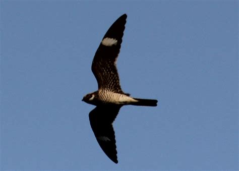 Pragerbirds Todays Bird Common Nighthawk