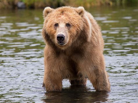 Check spelling or type a new query. Can A Silverback Gorilla Defeat A Lion, Tiger Or Bear In ...