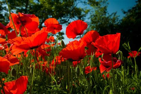 Poppies Glow On A Umbrian Morning By Paul Harcourt Davies Taken With