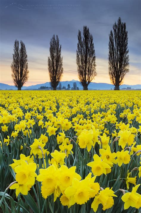 Skagit Valley Daffodil Fields Washington Alan Majchrowicz Photography