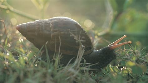 Snails Invertebrates Animals Eden Channel