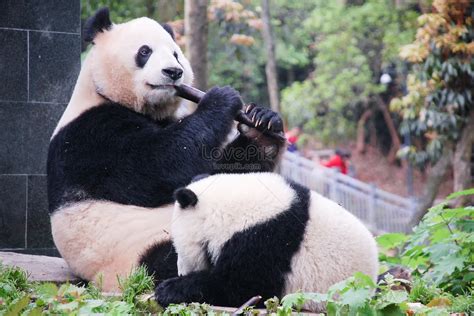 Panda Jugando En La Base De Panda Gigante De Chengdu Foto Descarga